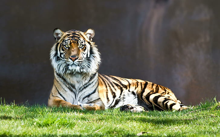 Tiger Staring, tiger, staring, tigers, HD wallpaper