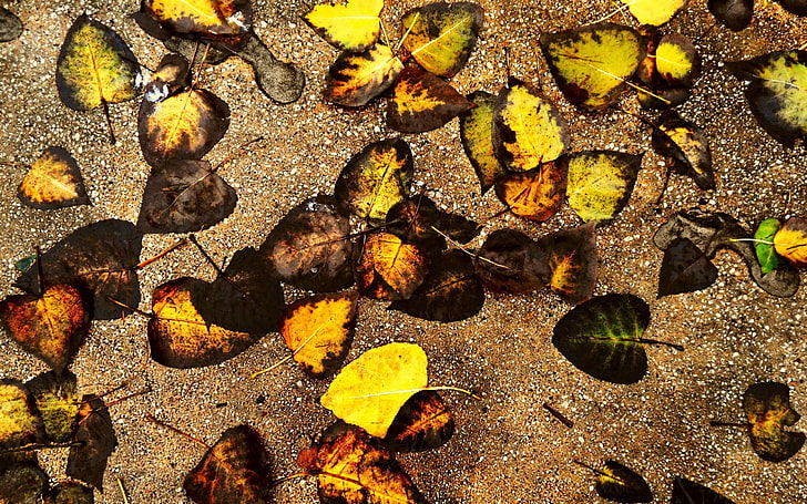 outono, chão, folhas, HD papel de parede
