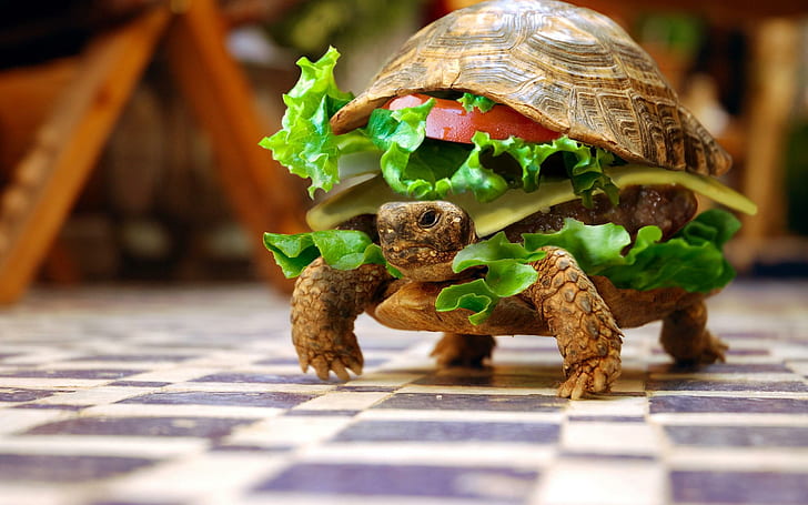 Burger Turtle Lucu, burger kura-kura lucu, Wallpaper HD