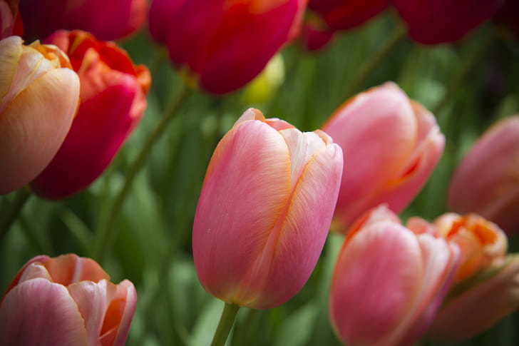 close-up photo of tulip flowers, tulips, tulips, Tulips, Keukenhof, close-up, photo, tulip, flower, cannon, 600d, tulp, holland, netherlands, nature, springtime, plant, red, season, multi Colored, yellow, flower Head, beauty In Nature, flowerbed, freshness, HD wallpaper
