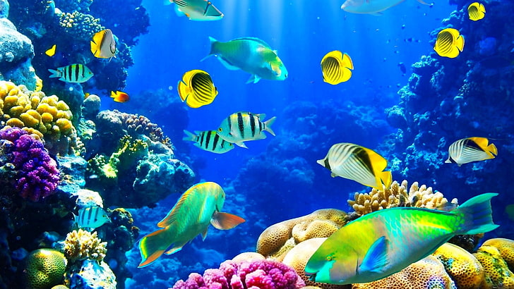 fiskar, fiskar, natur, hav, hav, försegling, under vattnet, HD tapet