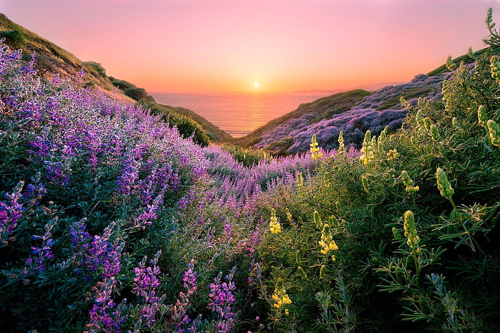 purple petaled flowers, sea, the sky, grass, the sun, flowers, coast, horizon, San Francisco, USA, hill, HD wallpaper