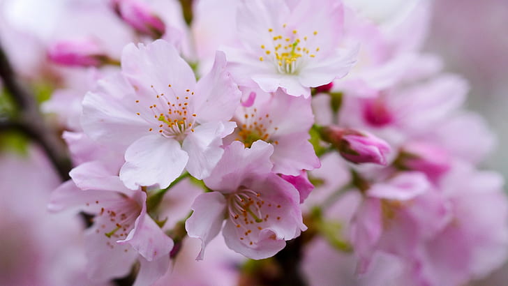 pink cherry blossom in closeup photography, yoshino cherry, yoshino cherry, nature, pink Color, springtime, tree, flower, plant, petal, branch, close-up, flower Head, blossom, season, freshness, HD wallpaper
