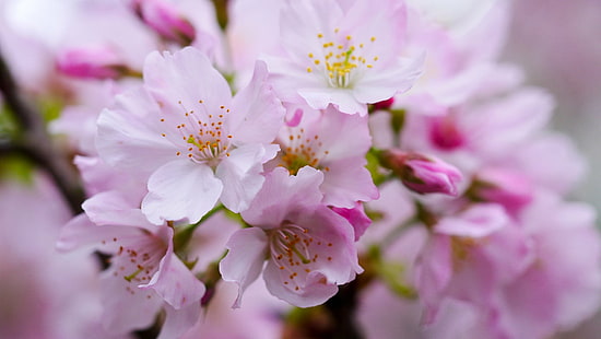 fiore di ciliegio rosa in fotografia di primo piano, ciliegia di yoshino, ciliegia di yoshino, natura, colore rosa, primavera, albero, fiore, pianta, petalo, ramo, primo piano, testa di fiore, fiore, stagione, freschezza, Sfondo HD HD wallpaper