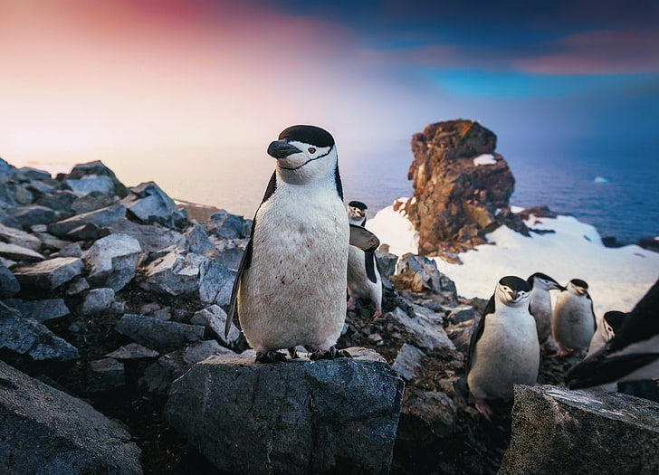 fauna, animales, pingüinos, Fondo de pantalla HD