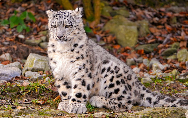 Snow Leopard cub, white tiger, animals, 1920x1200, leopard, snow leopard, HD wallpaper