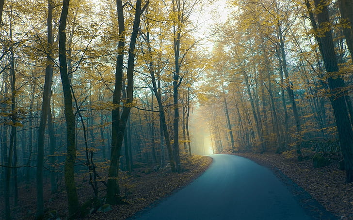 Route, forêt, arbres, brouillard, matin, automne, Route, forêt, arbres, brouillard, matin, automne, Fond d'écran HD