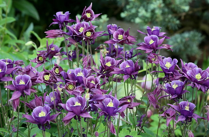 purple flowers, aquilegia, flowers, purple, flowerbed, blurred, HD wallpaper