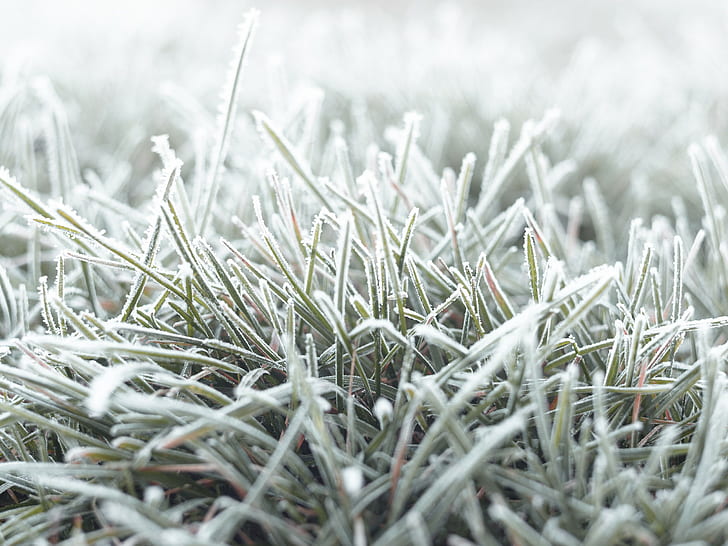 nature, fall, grass, cold, frost, ground, macro, HD wallpaper