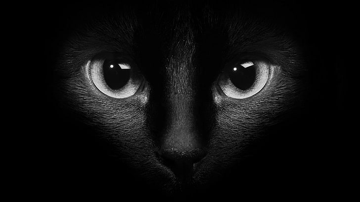 cat, black cat, monochrome photography, eye, face, monochrome, black, whiskers, mammal, nose, close up, eyes, photography, darkness, HD wallpaper