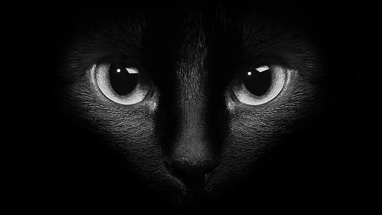 котка, черна котка, монохромна фотография, око, лице, монохромен, черен, мустаци, бозайник, нос, наблизо, очи, фотография, тъмнина, HD тапет HD wallpaper