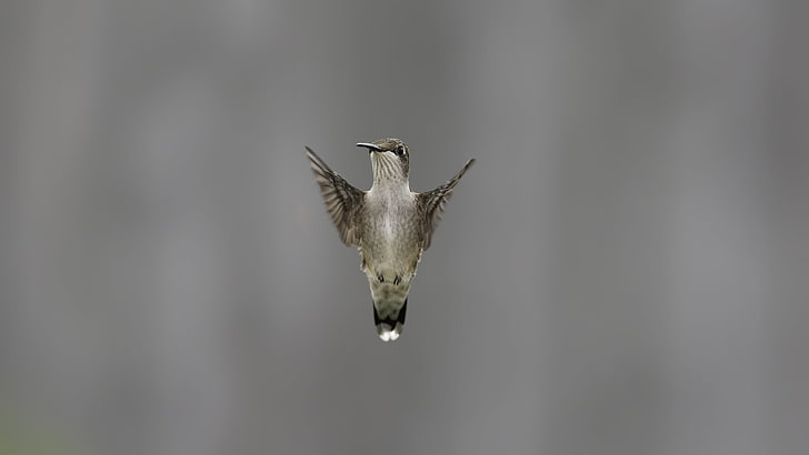 gray and brown hummingbird, bird, wing, flapping, blurring, HD wallpaper
