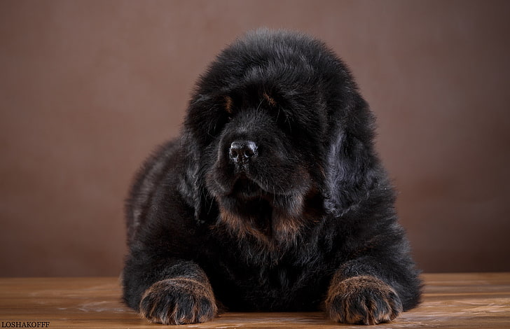 large, puppy, Tibetan Mastiff, HD wallpaper