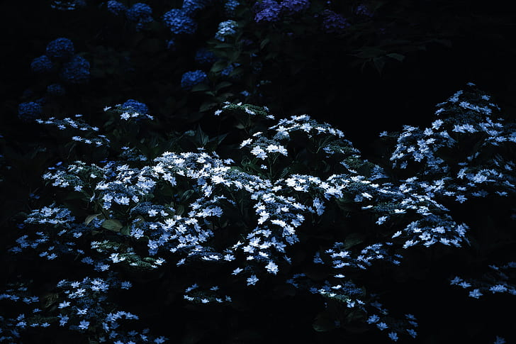 blomma, mörk, växter, blå, vita blommor, vit, svart, HD tapet