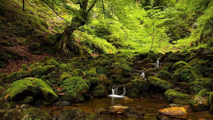 Lovely Little Stream Cascading In The Forest, forest, stream, cascading, moss, nature and landscapes, HD wallpaper
