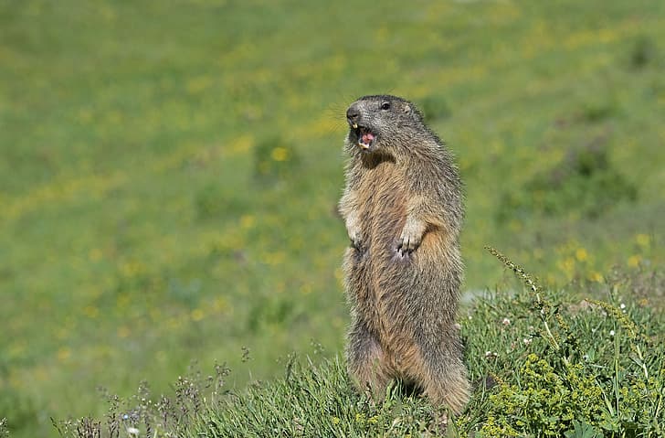 grass, stand, marmot, bokeh, rodent, Alpine marmot, HD wallpaper