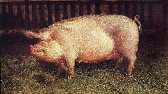 pig, pigs, animals, HD wallpaper HD wallpaper