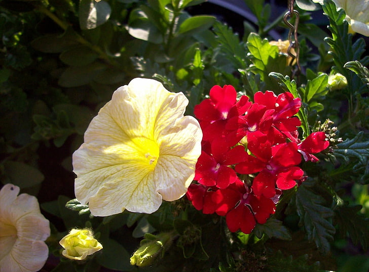 flores de pétalas vermelhas e brancas, surfiniya, verbena, flores, canteiro de flores, verde, close-up, HD papel de parede