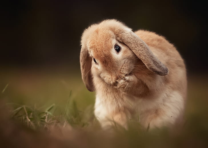 nature, hare, spring, rabbit, HD wallpaper