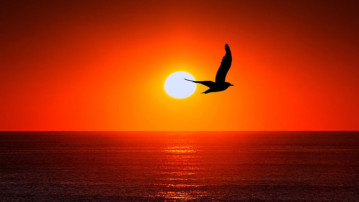 sunset, bird, fly, red sunset, red sky, seascape, waterscape, sky, horizon, sun, silhouette, HD wallpaper