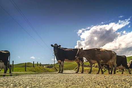 cattle, countryside, cows, farm, farmland, field, grass, herd, livestock, outdoors, perspective, rural, HD wallpaper HD wallpaper