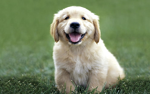 щенок золотистого ретривера, собаки, лабрадор, окрас, трава, щенок, HD обои HD wallpaper
