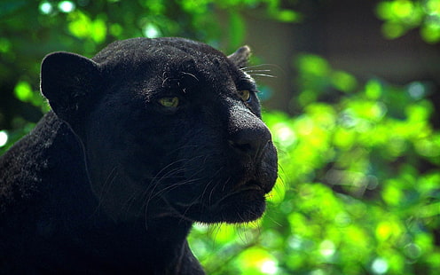 BLACK PANTHER-Animal Widescreen Wallpaper, schwarzer Panther, HD-Hintergrundbild HD wallpaper
