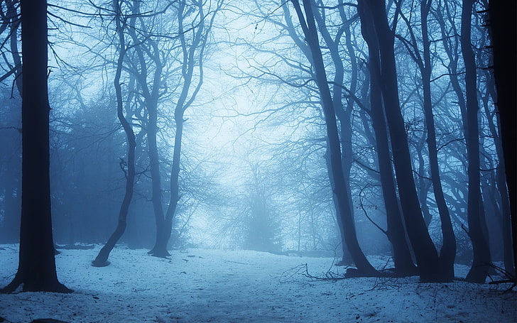 фотография, пейзаж, природа, зима, деревья, ветка, снег, туман, лес, тропинка, синий, HD обои