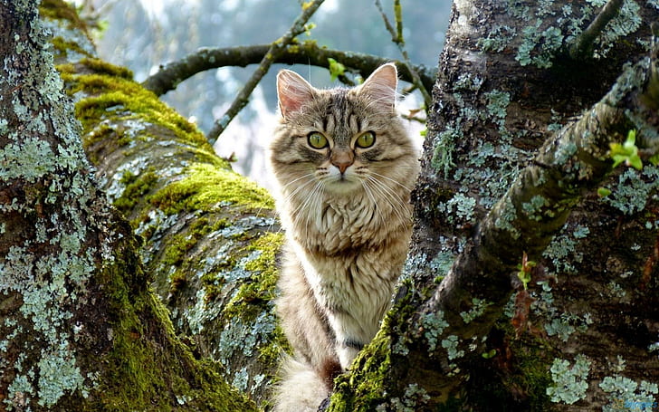 Cute Cat Peeking From Trees, peeking, cats, trees, animals, cute, HD wallpaper