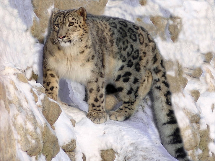 Snow Leopard On A Rock, gray and black wild cat, Animals, Leopard, snow, HD wallpaper