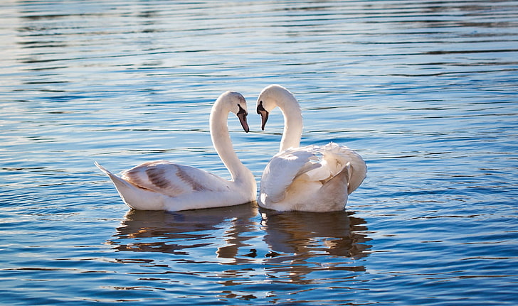 two white geese, water, birds, a couple, swans, HD wallpaper