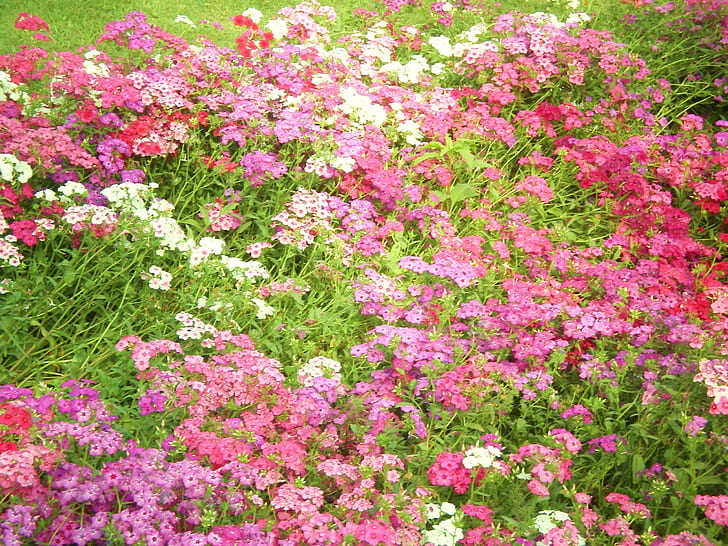 flowers nature HD, pink purple and white mums flowers, nature, flower, flowers, HD wallpaper