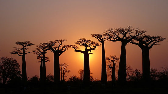 Árvores, baobás, céu, luz, crepúsculo, Árvores, baobás, céu, luz, crepúsculo, HD papel de parede HD wallpaper