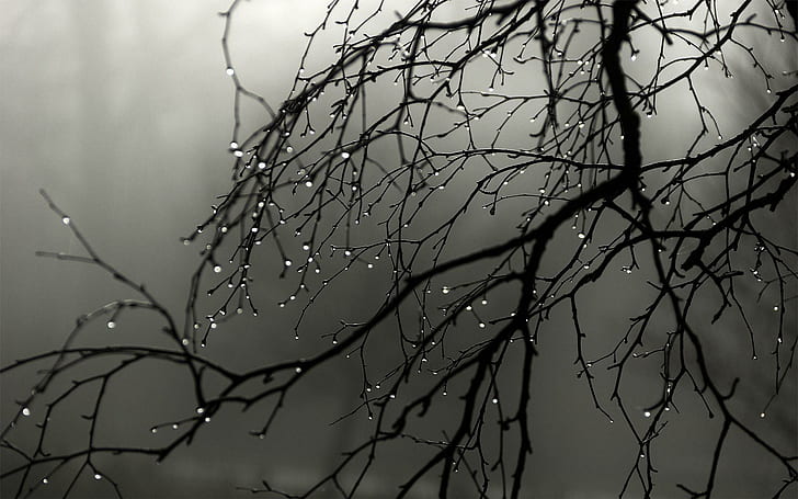 Rain drops on the branch, grayscale photo of bare tree, photography, 1920x1200, drop, rain, branch, HD wallpaper