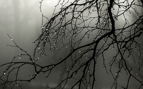 Rain drops on the branch, grayscale photo of bare tree, photography, 1920x1200, drop, rain, branch, HD wallpaper HD wallpaper