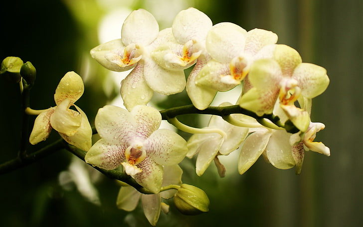 beige petaled flowers, flower, branch, buds, Orchid, light, falinopsis, speckled, HD wallpaper