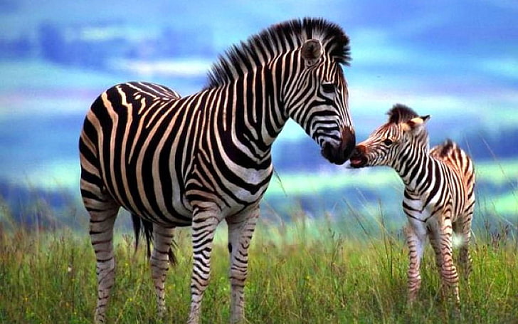 Animal-Zebra mother and foal streaky-grass pasture-Wallpaper-HD 3840×2400, HD wallpaper