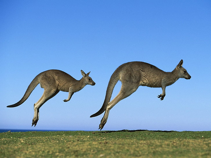 two brown kangaroos, kangaroo, couple, field, grass, sky, dive, HD wallpaper