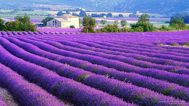 Perkebunan Lavender, Provence, Prancis, Eropa, Wallpaper HD