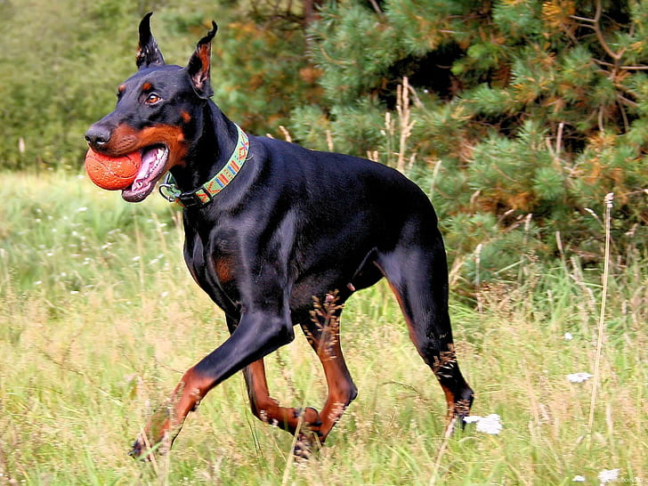 โดเบอร์แมนสุนัขสุนัขพินเชอร์, วอลล์เปเปอร์ HD