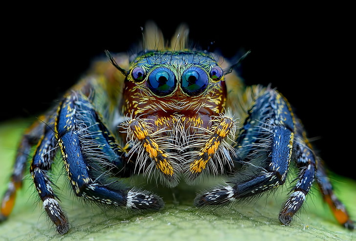 blue tarantula, eyes, spider, hairy, look, jumper, HD wallpaper
