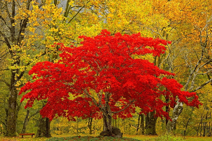 red leafed tree, tree, red, autumn, unique, HD wallpaper