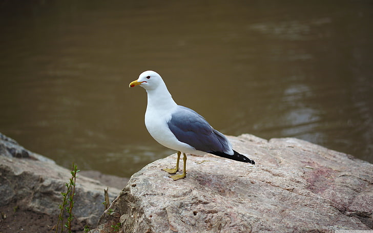 Seabird Seagull Standing On Rock Desktop Wallpaper Hd 3840×2400, HD wallpaper