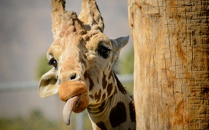 giraffe, protruding tongue backgrounds, Funny, Download 3840x2400 Giraffe, HD wallpaper