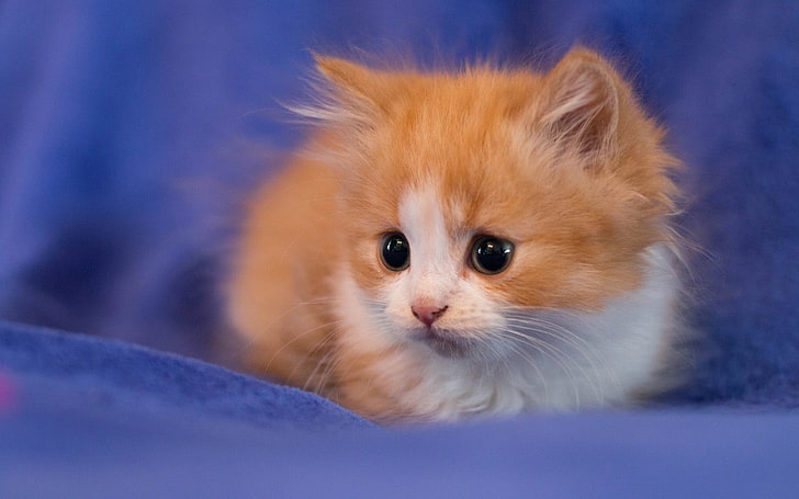 оранжевый полосатый котенок, кот, животные, HD обои