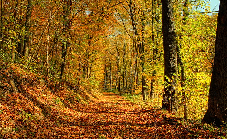 Jesienna promenada, żółte i pomarańczowe drzewa, Pory roku, Jesień, Natura, Drzewa, Liście, Las, Kolory, Fotografia, Upadek, Promenada, Tapety HD