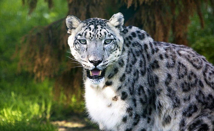 Снежен леопард диво животно, сива и черна котка, животни, див, леопард, животно, сняг, HD тапет