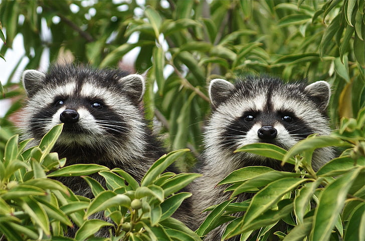 leaves, branches, a couple, raccoons, faces, two raccoons, HD wallpaper