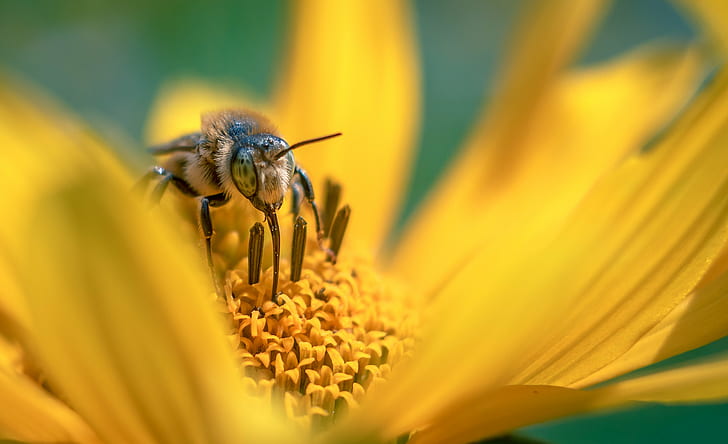 fotografia makro pszczoły miodnej na żółtym kwiecie, wielkie oczy, makro, fotografia, pszczoła miodna, żółty, kwiat, Carl Zeiss Jena, 35mm, m42, owad, natura, pszczoła, lato, pyłek, zbliżenie, zapylanie, zwierzę, roślina, Tapety HD