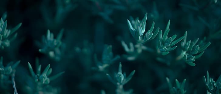 tanaman, daun, ultrawide, layar lebar, Wallpaper HD